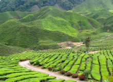 Speciale malesia