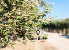 Tour tra gli ulivi e vigneti pugliesi